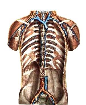 Анатомия человека: лимфатическая система